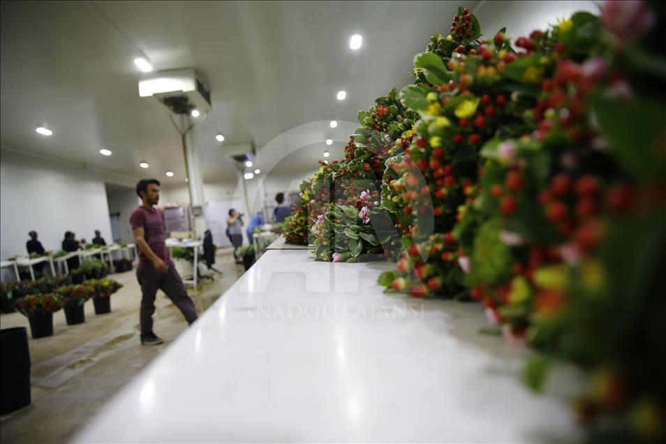 Türkiye'nin "çiçek" açan şehri: Antalya