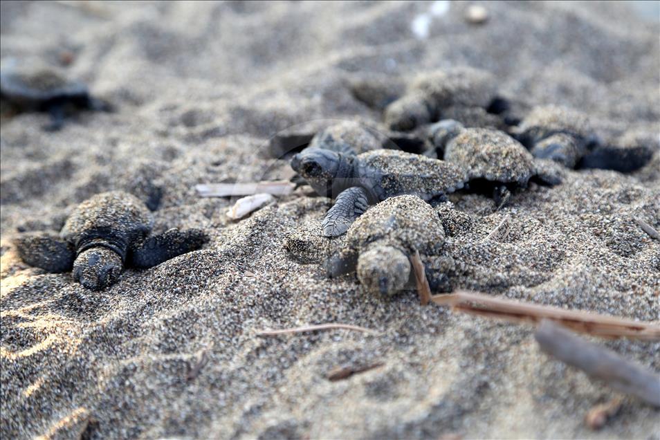 Newly hatched Loggerhead turtles (Caretta Caretta)  make their ways to the Mediterranean Sea 