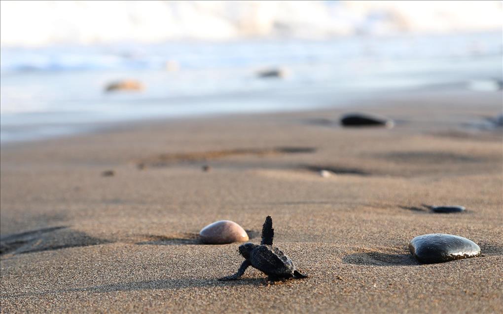 Newly hatched Loggerhead turtles (Caretta Caretta)  make their ways to the Mediterranean Sea 