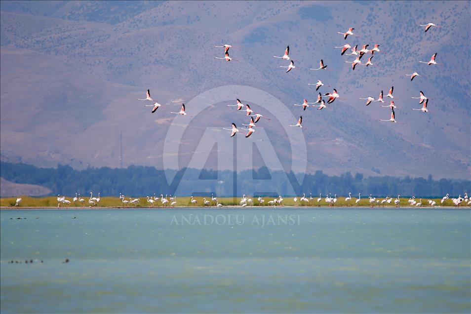 میزبانی دریاچه وان از فلامینگوهای مهاجر