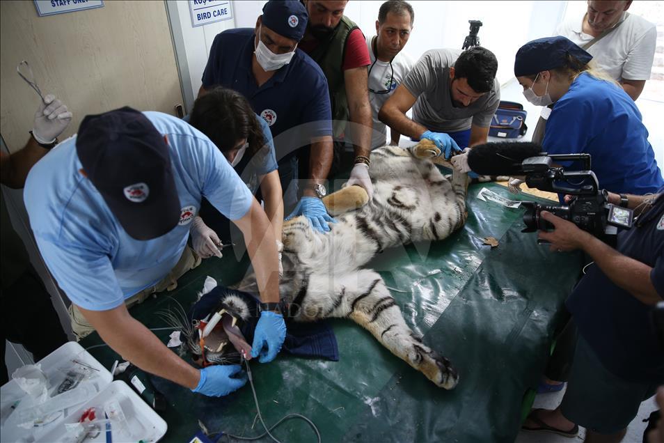 Halep'ten getirilen hayvanların tedavisine başlandı