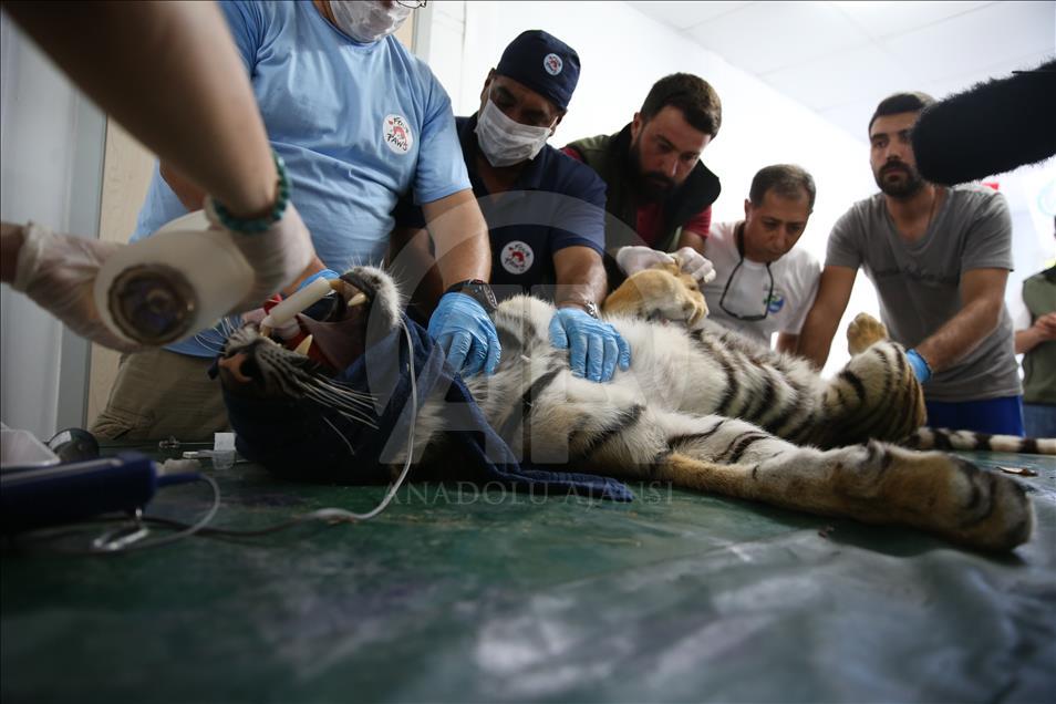 Halep'ten getirilen hayvanların tedavisine başlandı