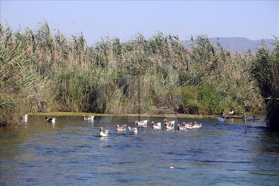 "Kadın Azmağı" deresine turist ilgisi