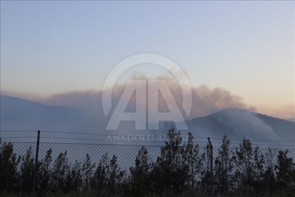 İzmir'deki orman yangın
