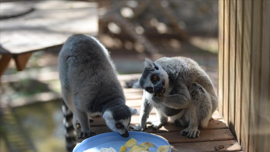 Hayvanat bahçesi sakinlerine "yaz diyeti"