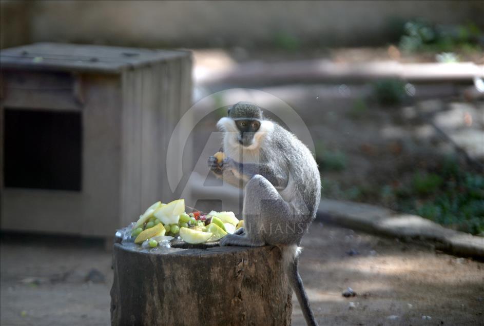 Hayvanat bahçesi sakinlerine "yaz diyeti"