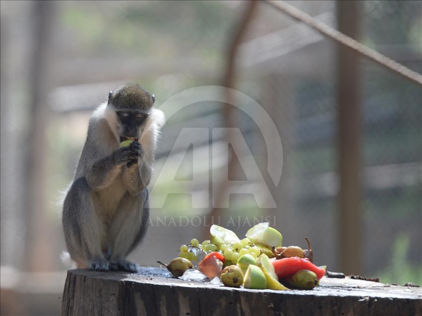 Hayvanat bahçesi sakinlerine "yaz diyeti"