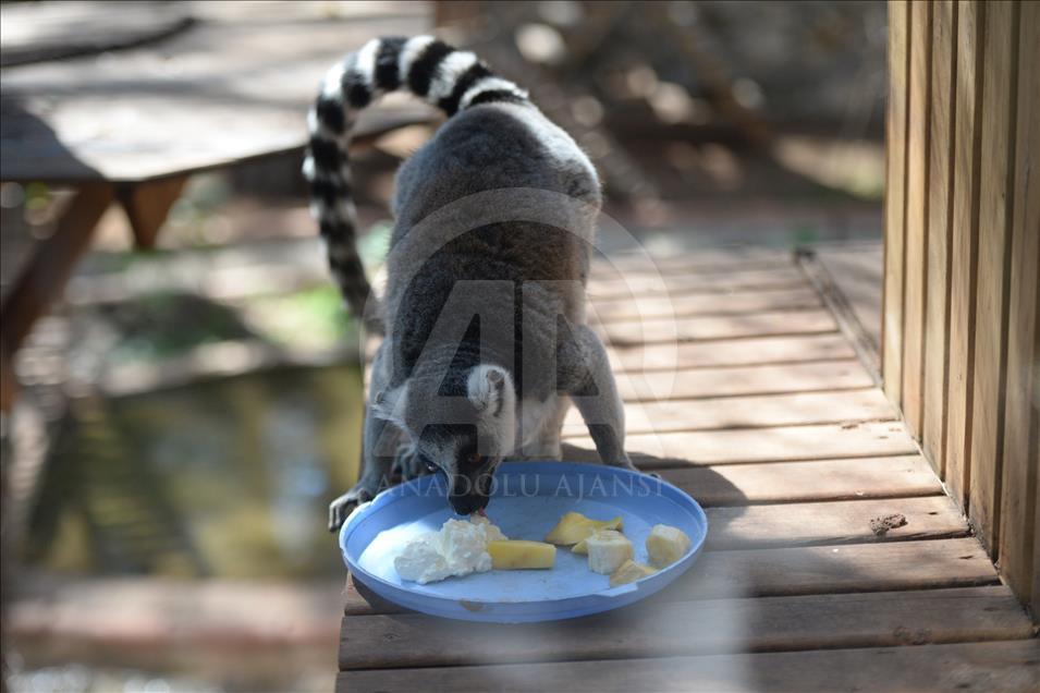 Hayvanat bahçesi sakinlerine "yaz diyeti"