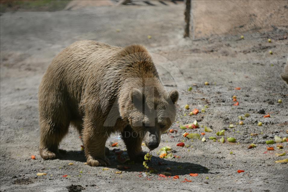 Hayvanat bahçesi sakinlerine "yaz diyeti"