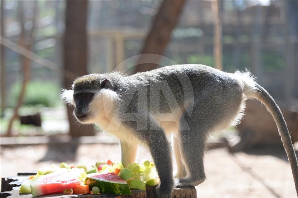 Hayvanat bahçesi sakinlerine "yaz diyeti"