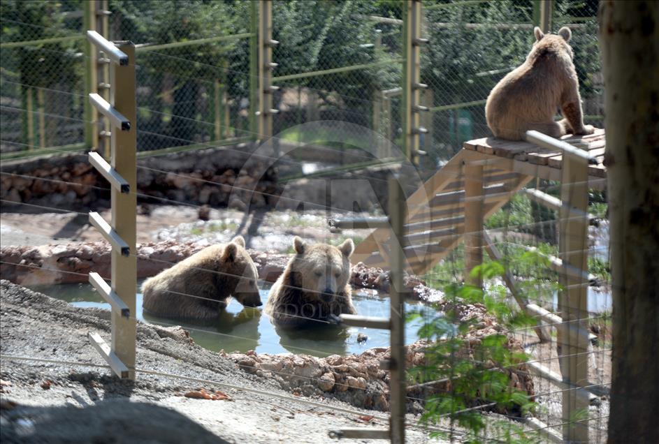Hayvanat bahçesi sakinlerine "yaz diyeti"