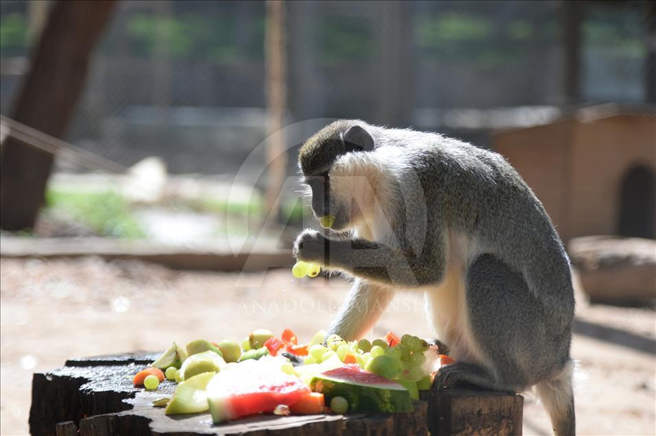 Hayvanat bahçesi sakinlerine "yaz diyeti"