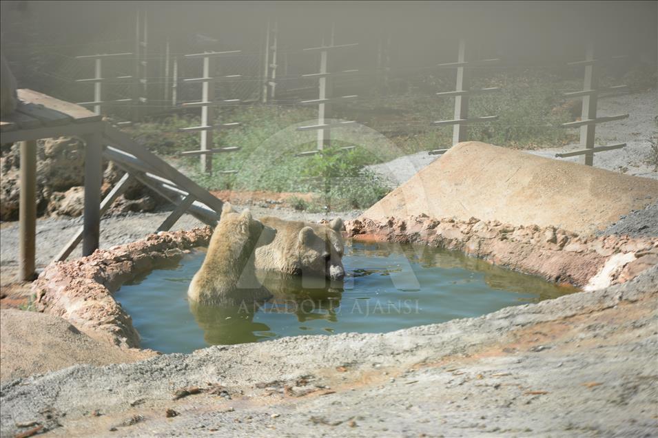 Hayvanat bahçesi sakinlerine "yaz diyeti"