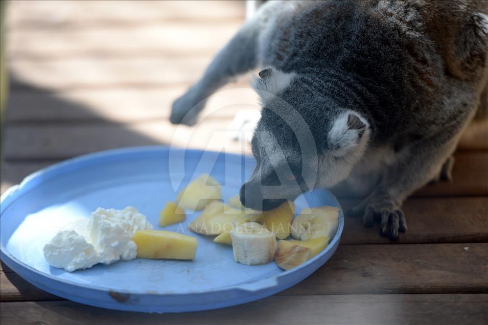 Hayvanat bahçesi sakinlerine "yaz diyeti"