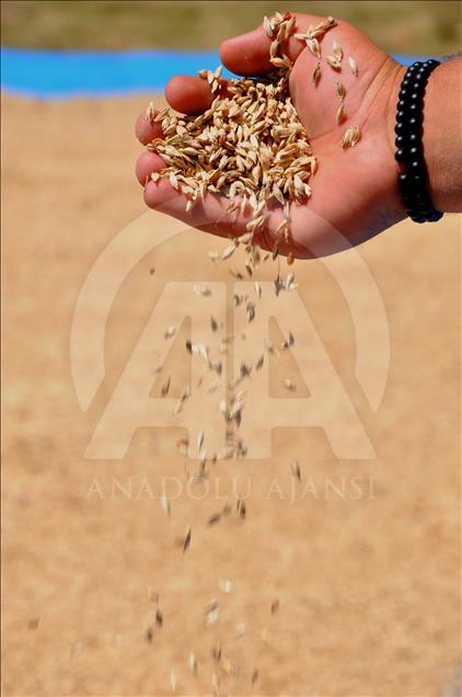 Buğdayın atası "siyez"in hasadı başladı
