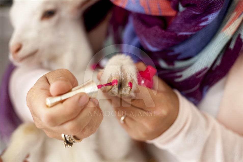 Cennet'in "ana kuzusu" Pamuk
