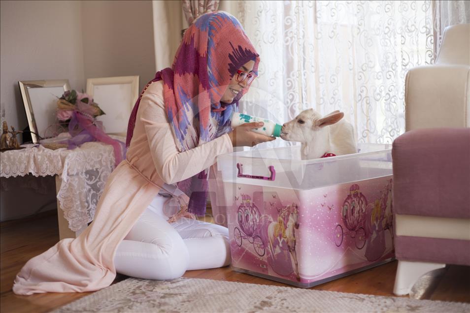 Cennet'in "ana kuzusu" Pamuk
