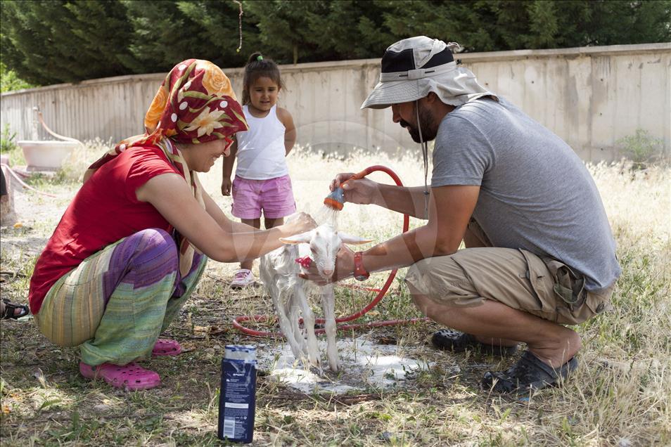 Cennet'in "ana kuzusu" Pamuk
