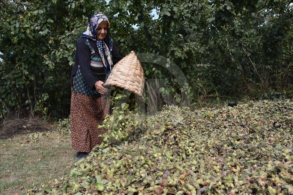 Karadeniz'de fındık hasadı başladı