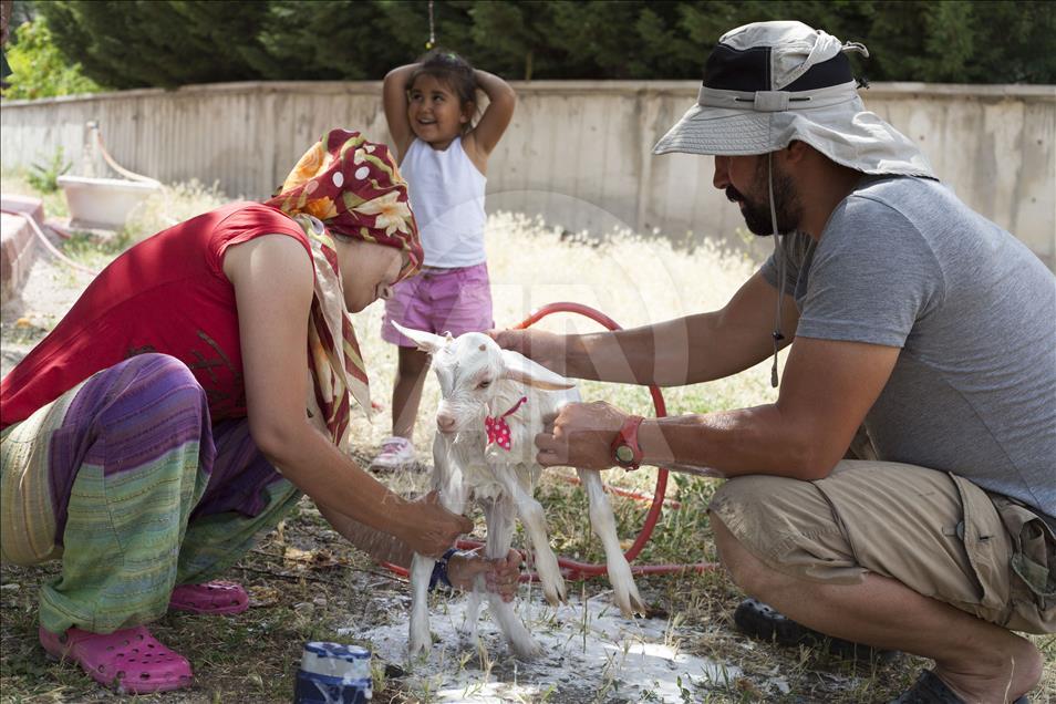Cennet'in "ana kuzusu" Pamuk
