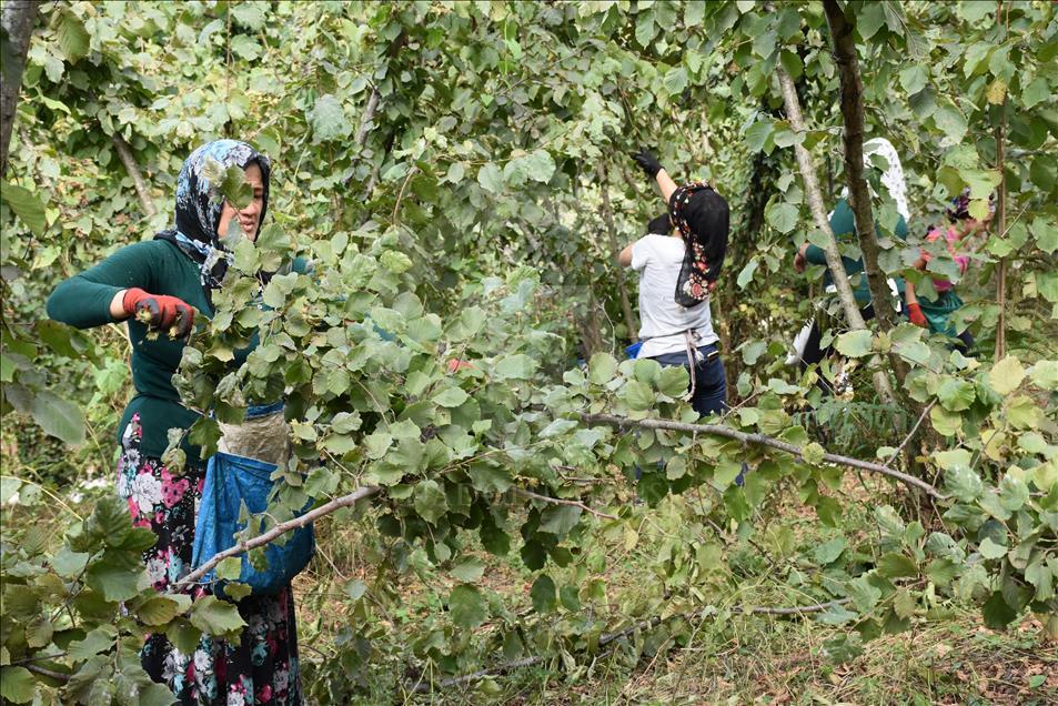 Karadeniz'de fındık hasadı başladı