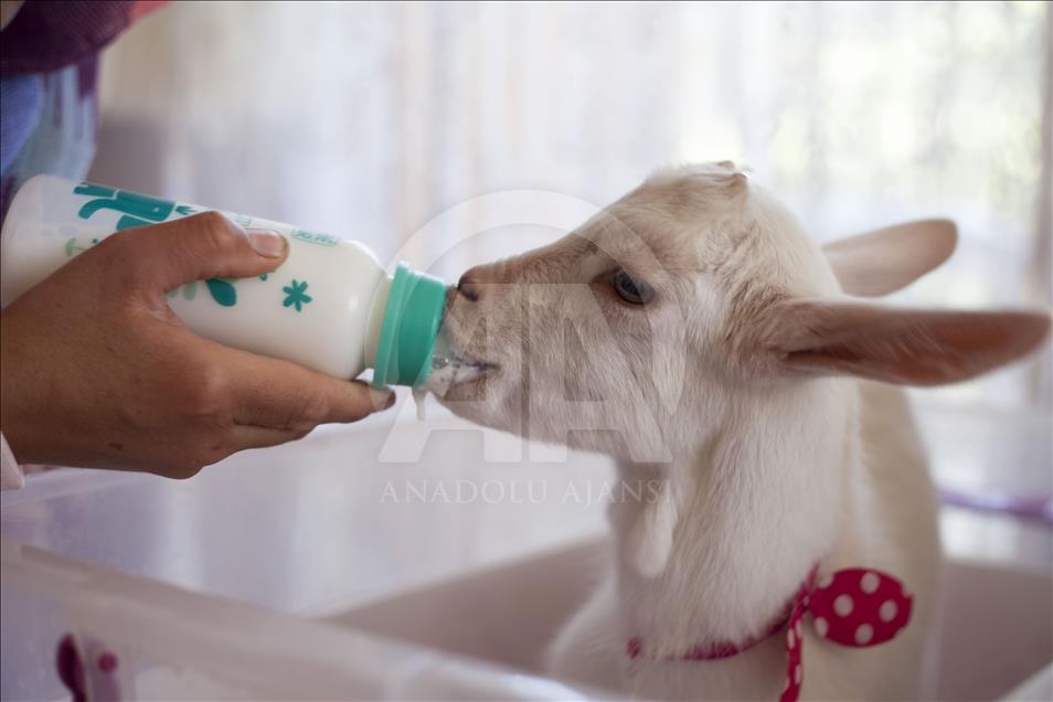 Cennet'in "ana kuzusu" Pamuk
