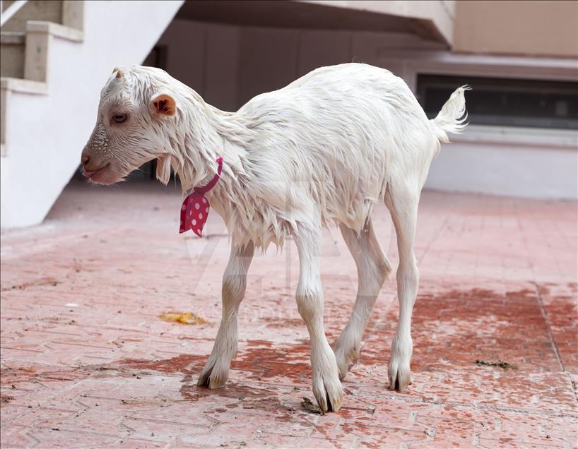 Cennet'in "ana kuzusu" Pamuk
