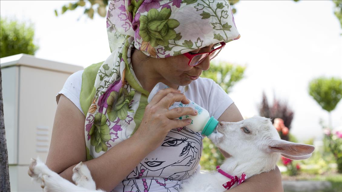 Cennet'in "ana kuzusu" Pamuk
