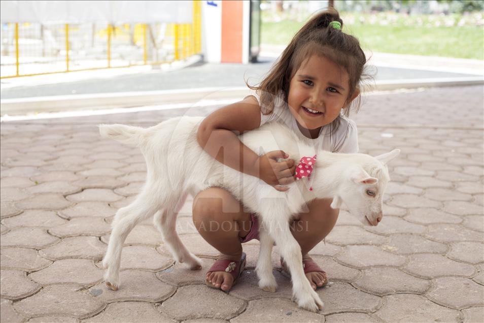Cennet'in "ana kuzusu" Pamuk
