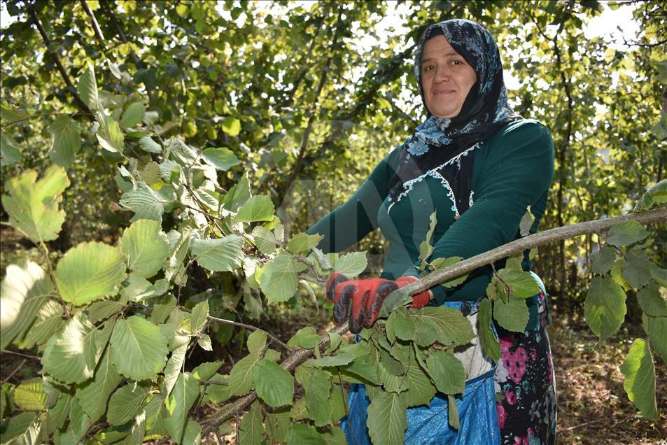 Karadeniz'de fındık hasadı başladı