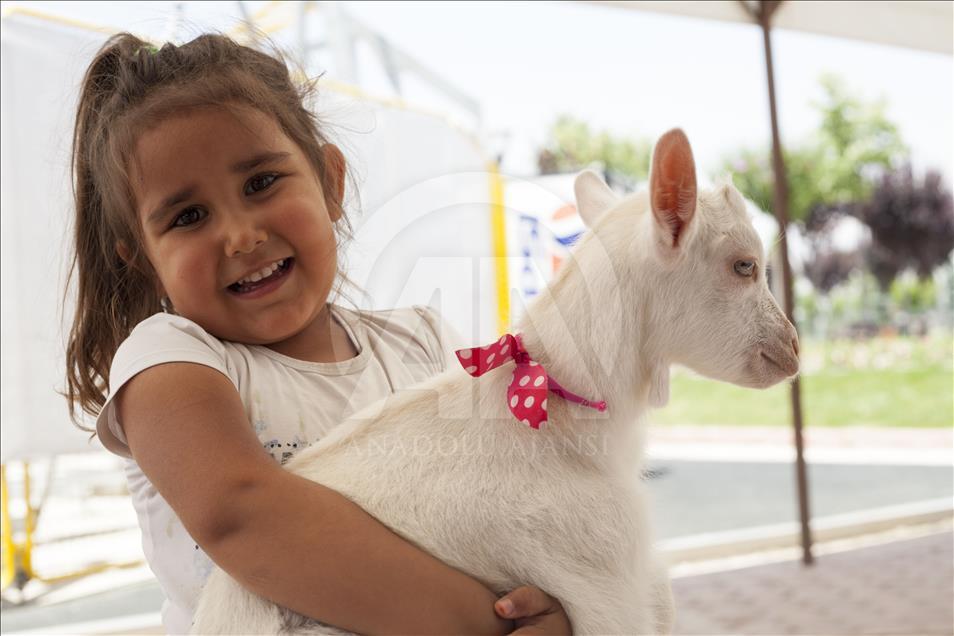 Cennet'in "ana kuzusu" Pamuk
