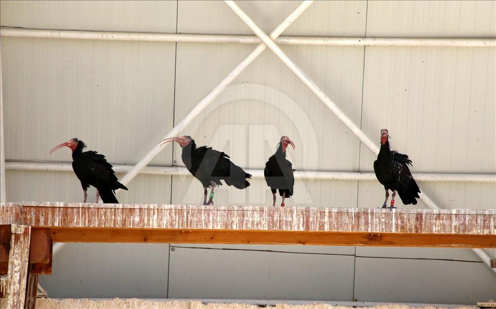 Turquie - Hausse du nombre de « l'Ibis Chauve » dans un centre de protection à Sanliurfa