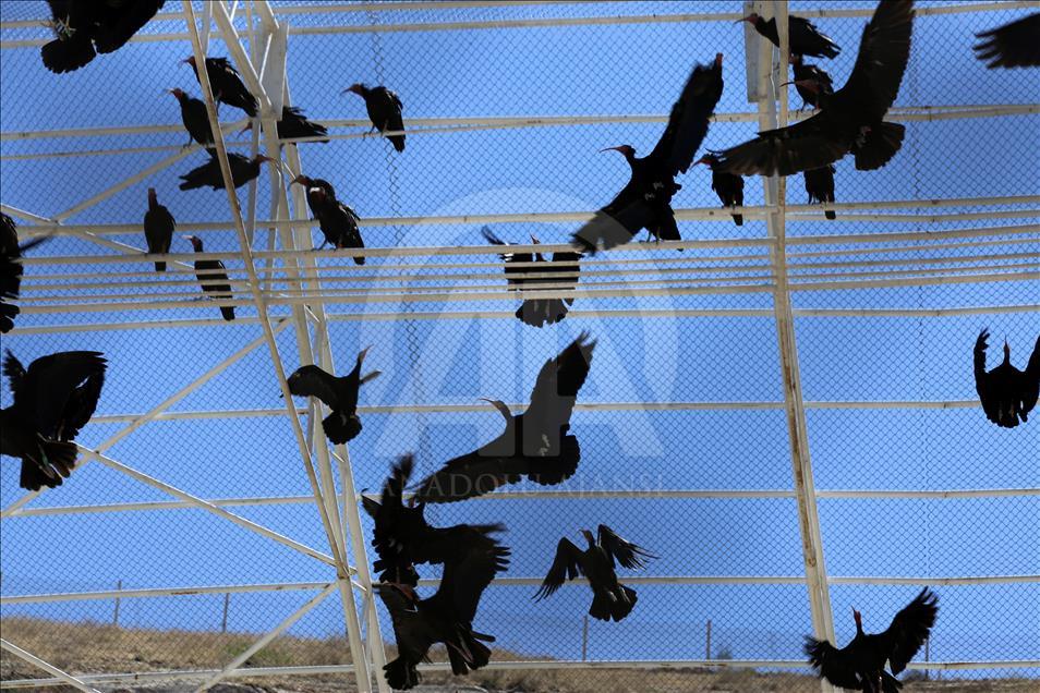 Turquie - Hausse du nombre de « l'Ibis Chauve » dans un centre de protection à Sanliurfa