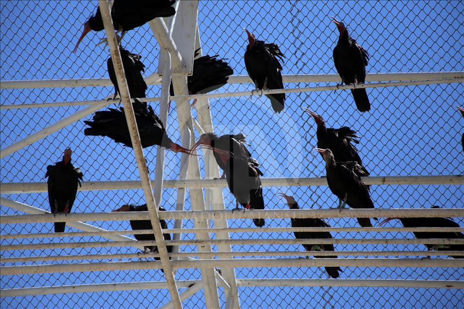 Turquie - Hausse du nombre de « l'Ibis Chauve » dans un centre de protection à Sanliurfa