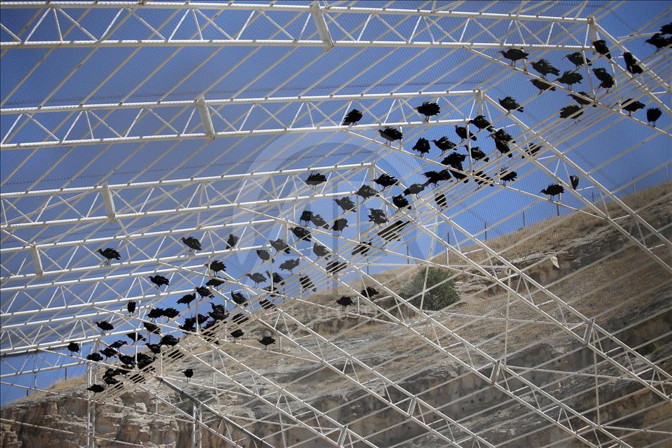 Turquie - Hausse du nombre de « l'Ibis Chauve » dans un centre de protection à Sanliurfa