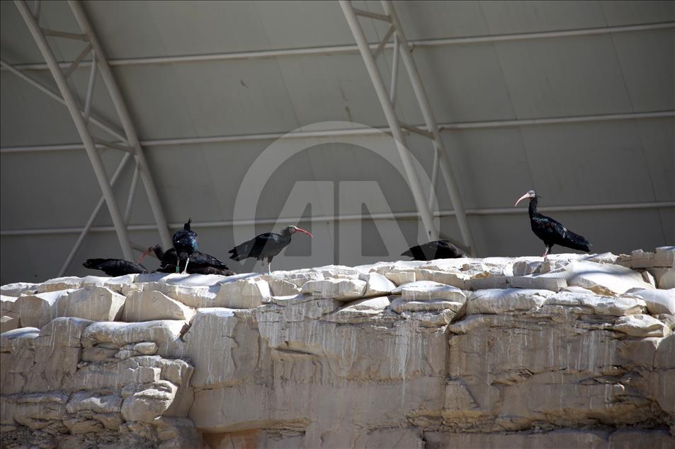 Turquie - Hausse du nombre de « l'Ibis Chauve » dans un centre de protection à Sanliurfa