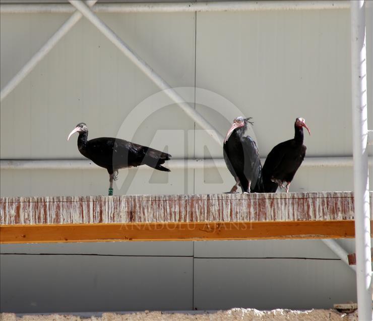 Turquie - Hausse du nombre de « l'Ibis Chauve » dans un centre de protection à Sanliurfa