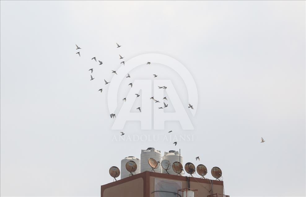 Gaza – Concours des pigeons voyageurs à Gaza
