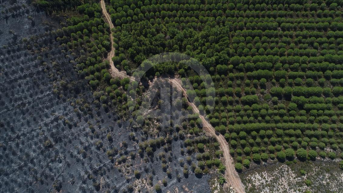 Drone photos show Turkey's Ayvalik fire damage