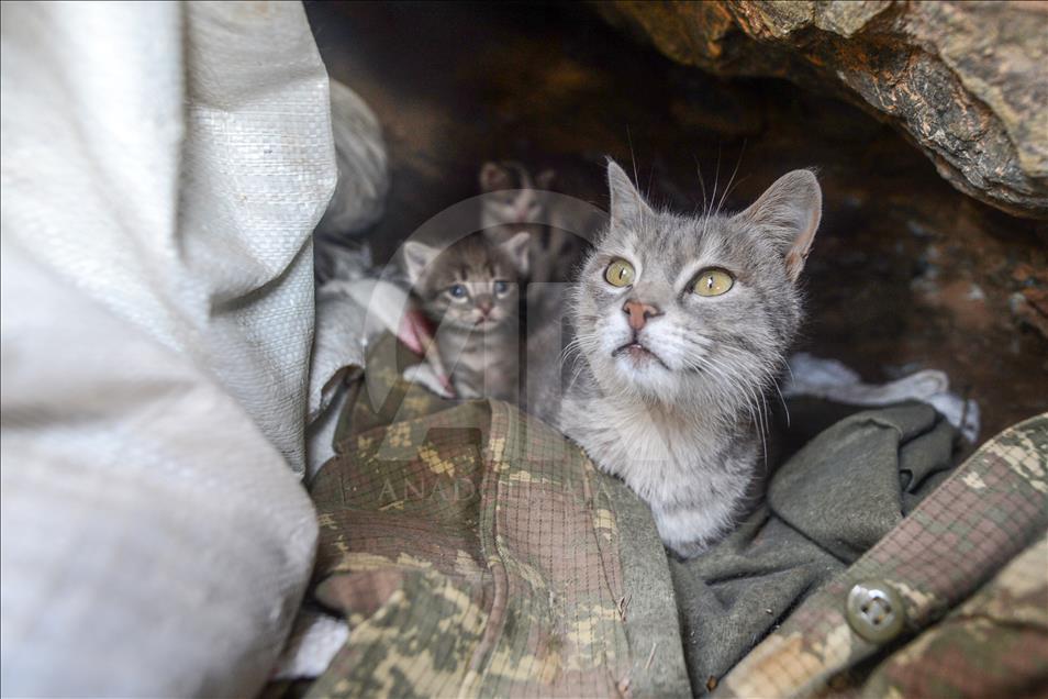 Mağarada bulunan kediler Mehmetçiğin "can dostu" oldu 