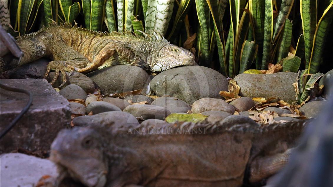 Ekvador'daki park iguanaların evi oldu