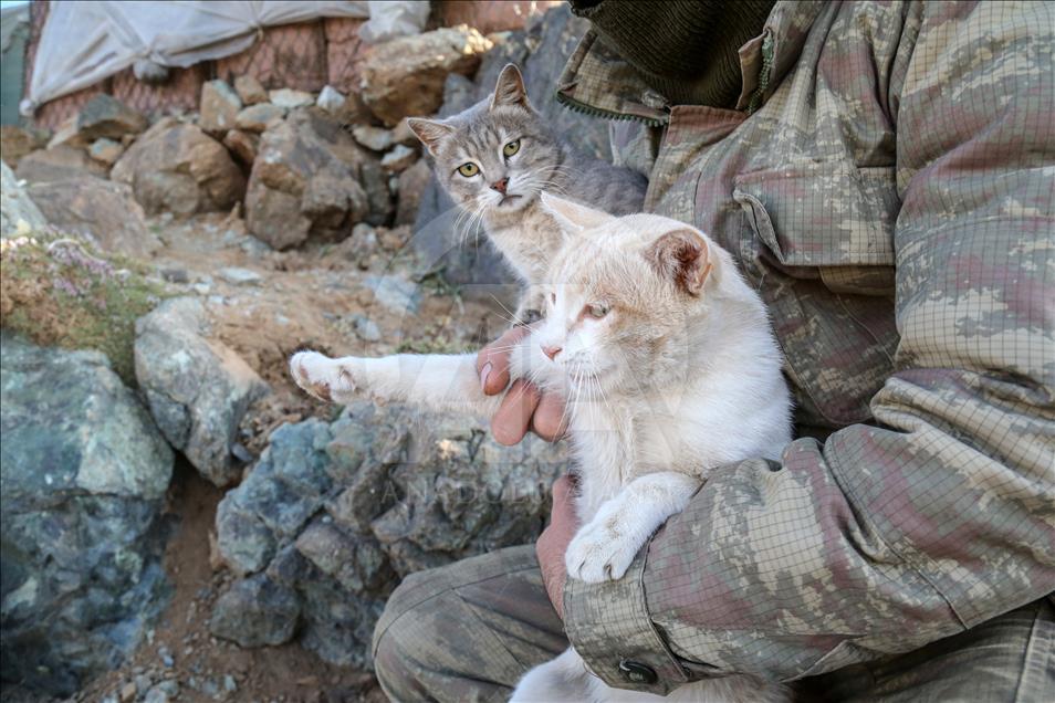 Mağarada bulunan kediler Mehmetçiğin "can dostu" oldu 
