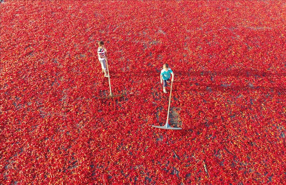 Isot pepper processing in Turkey's Sanliurfa