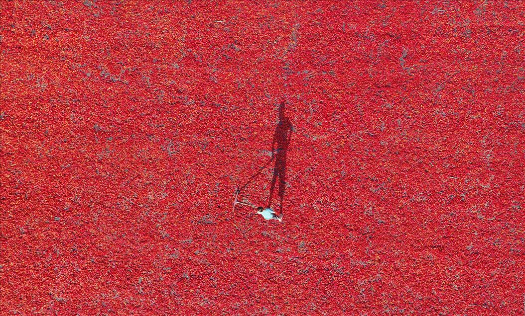 Isot pepper processing in Turkey's Sanliurfa