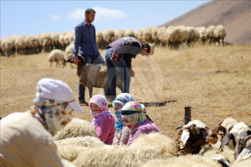 وان.. هەموو بەیانیان بێری بۆ مەڕ دۆشین دەچنە کوێستان
