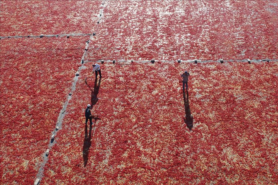 Isot pepper processing in Turkey's Sanliurfa