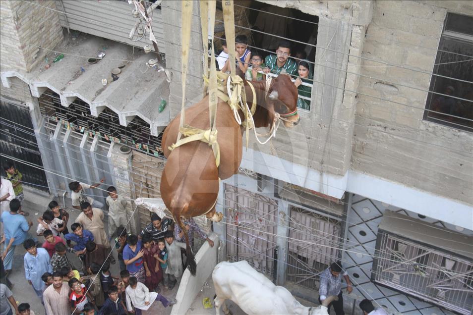 Persiapan Idul Adha di Karachi, Pakistan