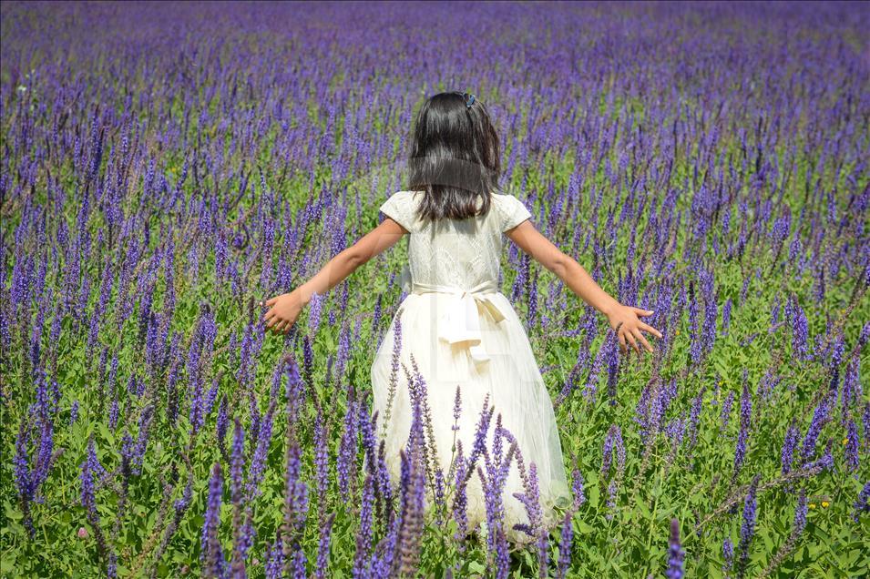 Van'daki mor bahçe lavanta tarlalarını aratmıyor