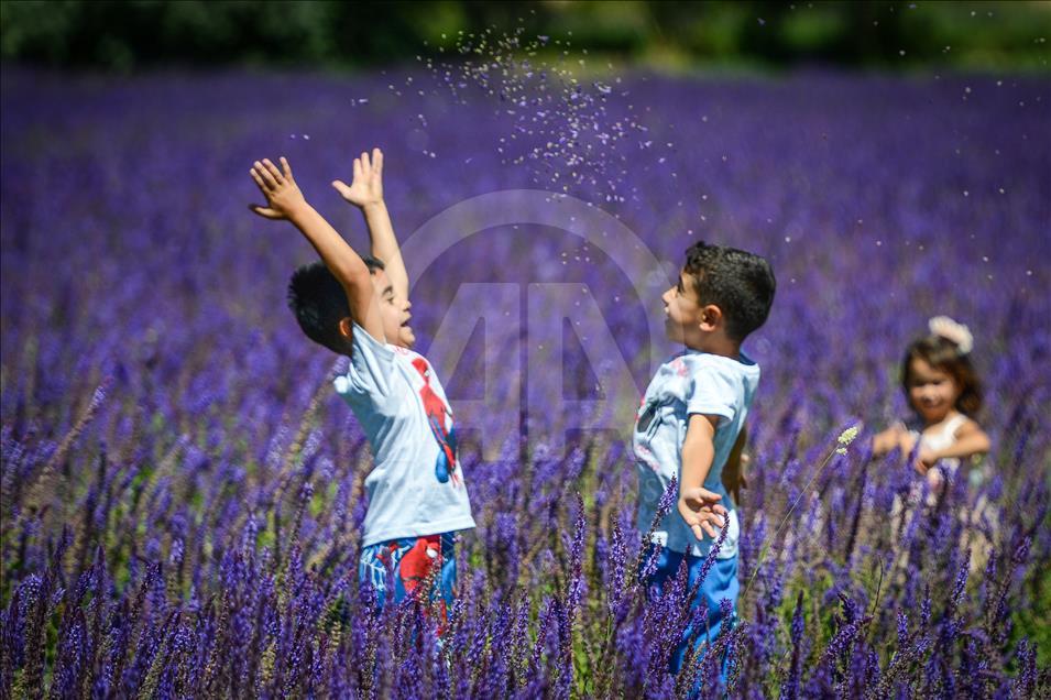 Van'daki mor bahçe lavanta tarlalarını aratmıyor