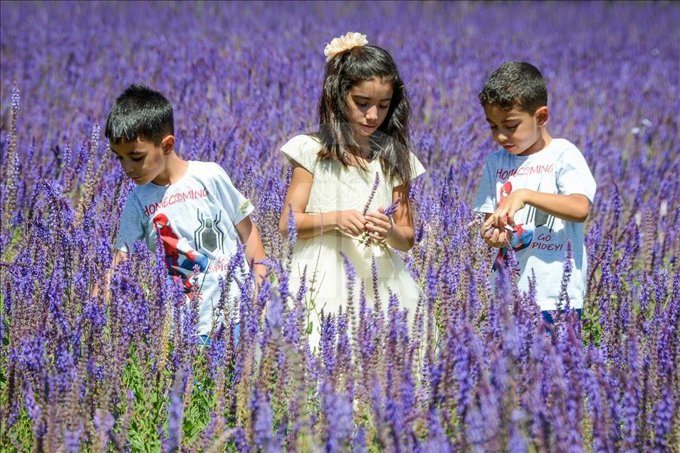 Van'daki mor bahçe lavanta tarlalarını aratmıyor